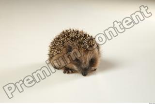 Hedgehog - Erinaceus europaeus  0023